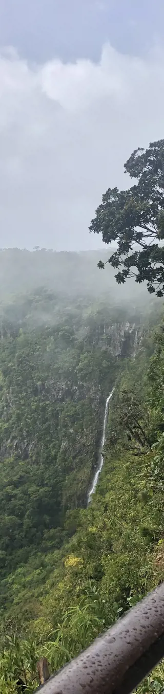 Regenwald, Affen